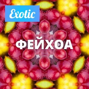 Exotic ФЕЙХОА 10мл Exotic ФЕЙХОА 10мл